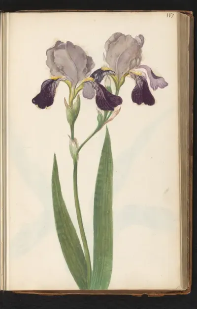 Paarse baardiris (Iris germanica)