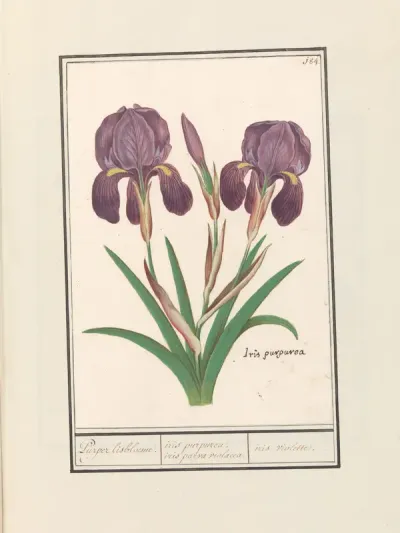Paarse iris (Iris germanica)