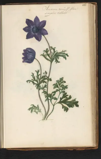 Paarse kransanemoon (Anemone coronaria)