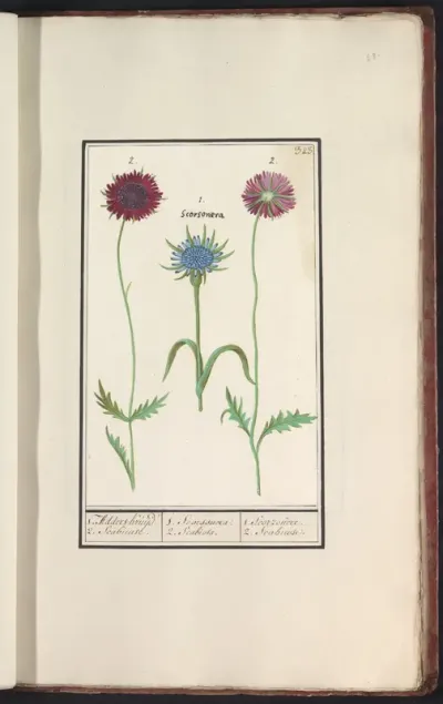 Paarse morgenster (Tragopogon porrifolius) en scabiosa