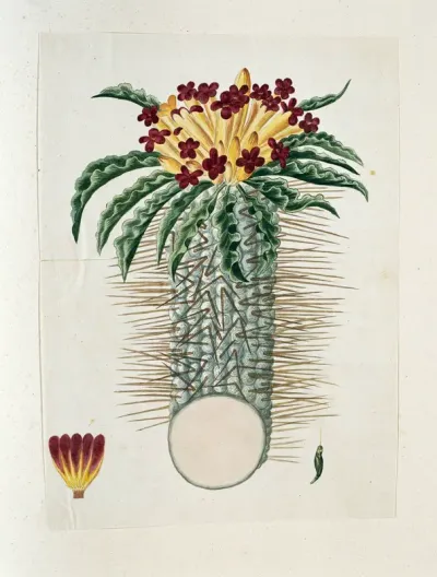 Pachypodium namaquanum (Wylie ex. Harv.) Welw