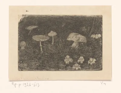 Paddenstoelen