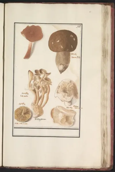 Paddestoelen