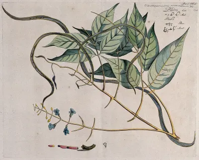 Padri (Stereospermum colais (Dillwyn) Mabb.): branch with flowers and pods and separate sections of flower, pod and seeds