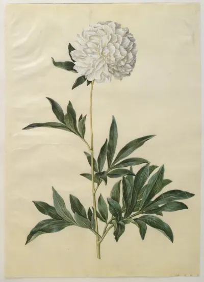 Paeonia lactiflora (silke-pæon)