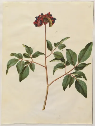 Paeonia mascula (rosen-silkeplante)