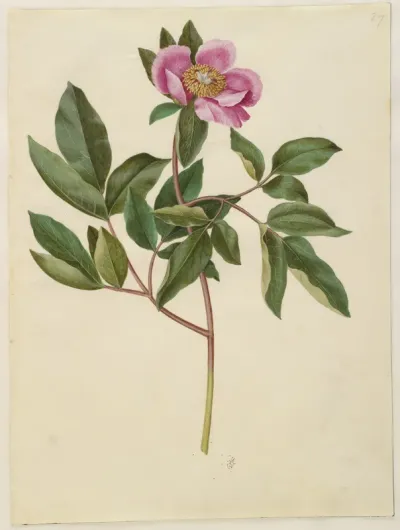 Paeonia mascula (storbladet pæon)