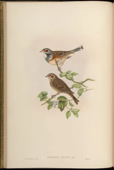 Painted Bunting