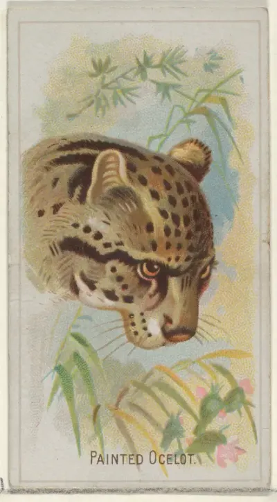 Painted Ocelot, from the Wild Animals of the World series (N25) for Allen & Ginter Cigarettes
