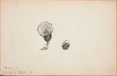 Pajun kukka. Todennäköisesti n. 1905-08.