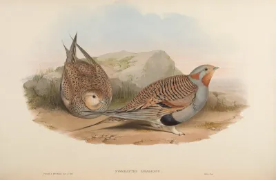 Pallas's Sand-Grouse