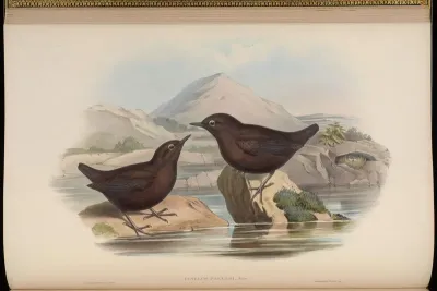 Pallas's Water-Ouzel