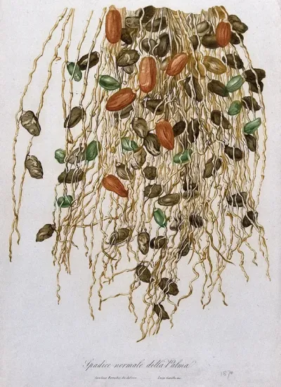 Palm fruits. Colour aquatint by L. Garibbo, c. 1817, after C. Bozzolini