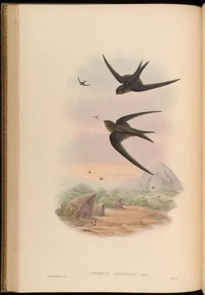 Palm Roof-Swift