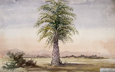Palm tree (Cocos nucifera?) in arid landscape