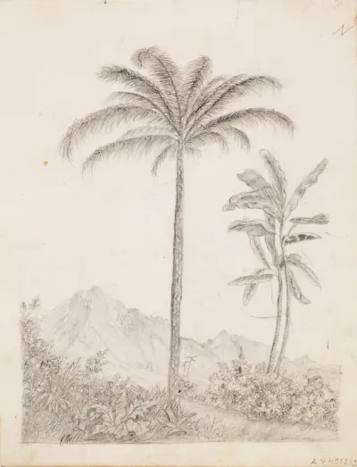 Palm trees