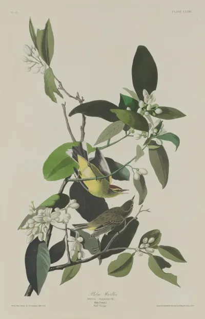 Palm Warbler