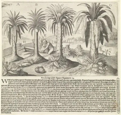 Palmbomen en vruchtbomen aan de Goudkust