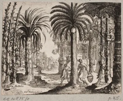 Palmelund med betelpalmer