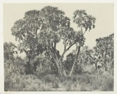 Palmiers Doums, Haute-Egypte, plate 22 from the album "Egypte, Nubie, Palestine et Syrie" (1852)