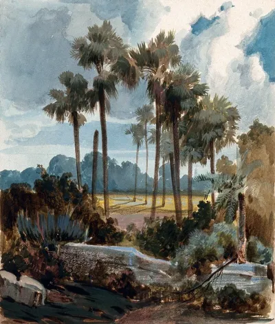 Palmyra palm trees (Borassus flabellifer) near Madras, India