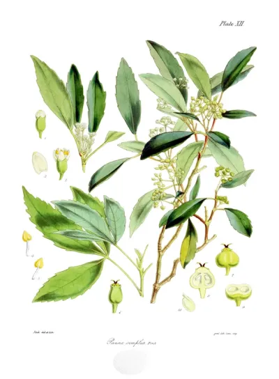Panax simplex