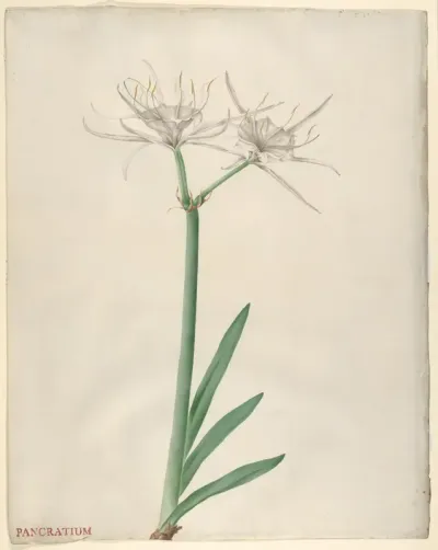 Pancratium (American narcissus)