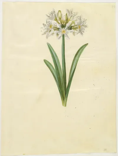 Pancratium Illyricum (småblomstret strandlilje)