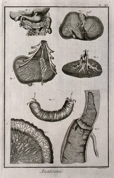 Pancreas, liver, spleen without its membranes, intestines, lacteals etc