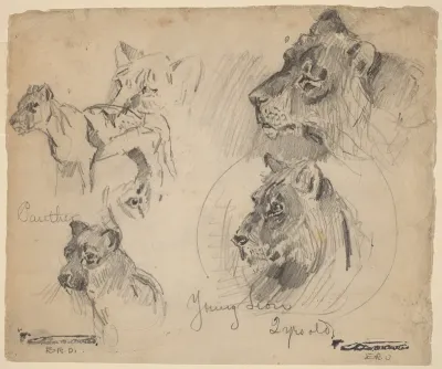 Panther and Young Lion Studies