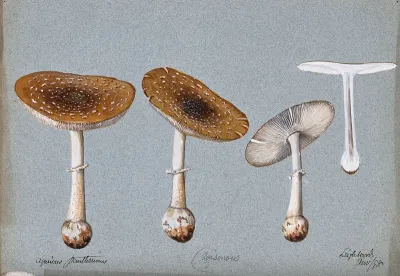 Panther cap fungus (Amanita pantherina): four fruiting bodies, one sectioned