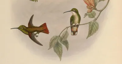 Panychlora russata