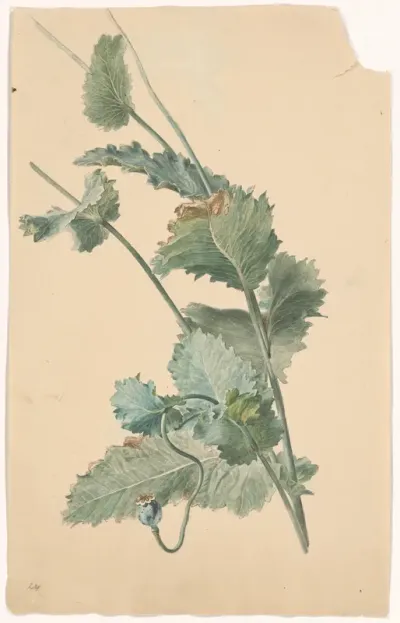 Papaver