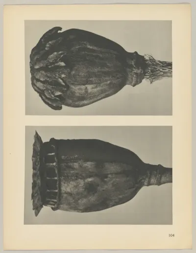 Papaver