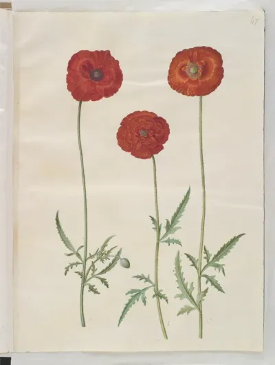 Papaver rhoeas (korn-valmue)