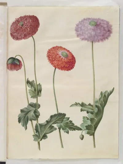 Papaver somniferum (opium-valmue)