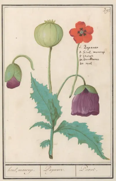 Papaver