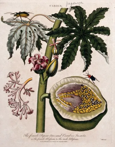 Papaw or papaya (Carica papaya): flowering branch, sectioned fruit and insect