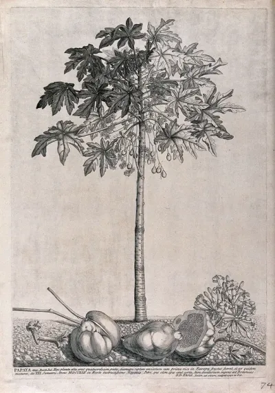 Papaya, pawpaw or melon tree (Carica papaya L.): flowering and fruiting tree with flowers and fruit lying on the ground beneath