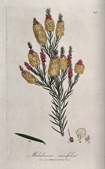 Paperbark tree (Melaleuca ericifolia): flowering shoot with leaf and floral segments