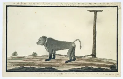 Papio ursinus (Chacma baboon)