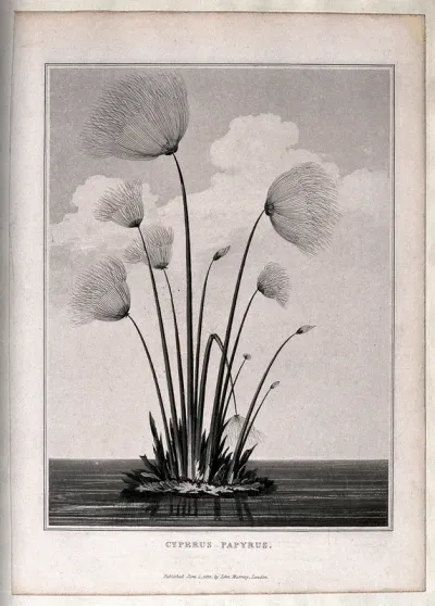 Papyrus reed (Cyperus papyrus L.): clump of reeds in water