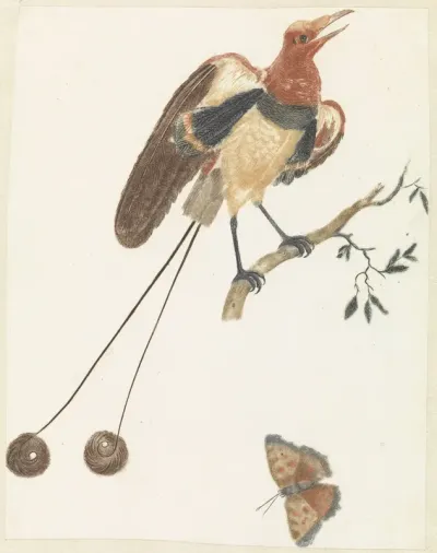 Paradijsvogel en vlinder