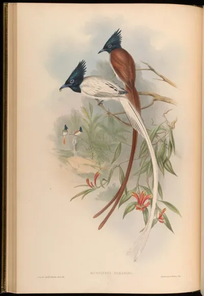 Paradise Flycatcher