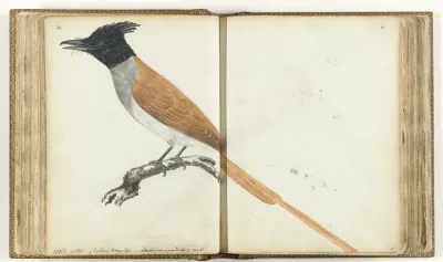 Paradise Flycatcher