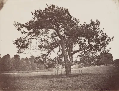 Parc de Hamilton Palace (Parasol Pine)