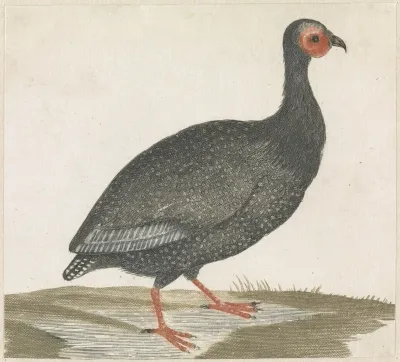 Parelhoen