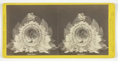 Parepa Rosa, from the series "Skeleton Leaves"