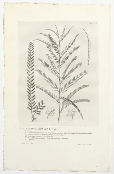 Parkinsonia aculeata