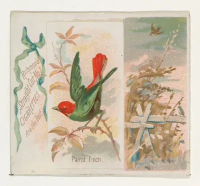 Parrot Finch, from the Song Birds of the World series (N42) for Allen & Ginter Cigarettes